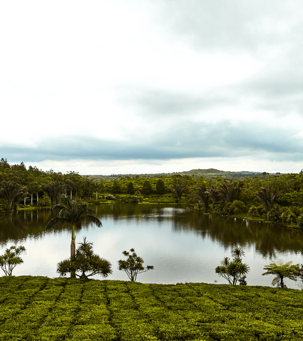 Tea Route Excursion at Bois Cheri Mauritius - Taxi Mauritius