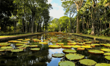 SSR Botanical Garden - Taxis Mauritius