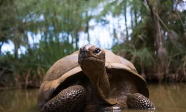 History and Culture Tour in Mauritius – Taxi Mauritius