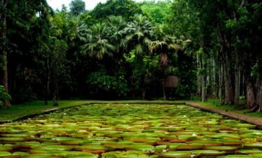 City Tour in Mauritius -Culture, Sightseeing, Local Food – Taxi Mauritius