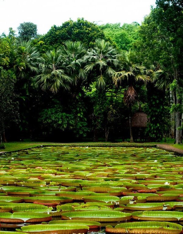 City Tour in Mauritius -Culture, Sightseeing, Local Food – Taxi Mauritius