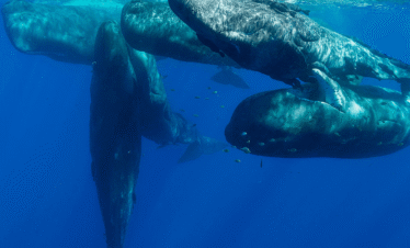 Swim with Dolphins in Mauritius – Tamarin Bay Taxi Mauritius