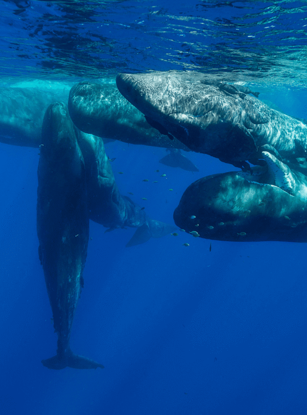 Swim with Dolphins in Mauritius – Tamarin Bay Taxi Mauritius