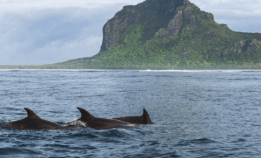 Swim with Dolphins and Ile aux Benitiers Mauritius – Taxi Mauritius