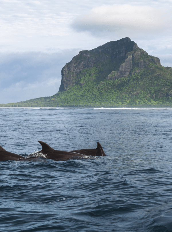 Swim with Dolphins and Ile aux Benitiers Mauritius – Taxi Mauritius