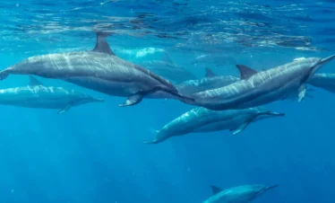 Swim with Dolphins in Mauritius at Tamarin Bay with Taxi Mauritius. Private hotel pickup, snorkeling & unforgettable dolphin experience. Fixed rates. Book now!