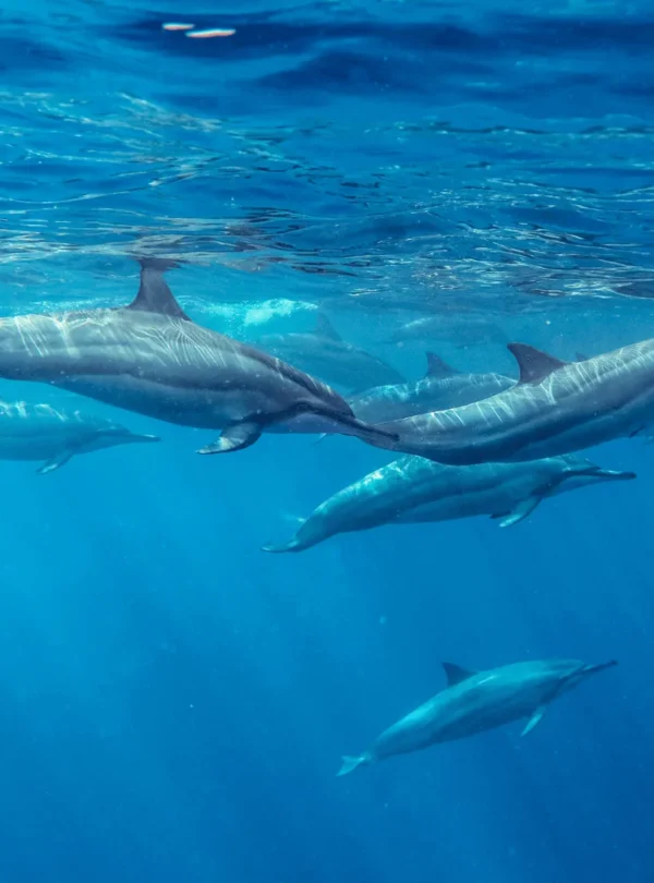 Swim with Dolphins in Mauritius at Tamarin Bay with Taxi Mauritius. Private hotel pickup, snorkeling & unforgettable dolphin experience. Fixed rates. Book now!