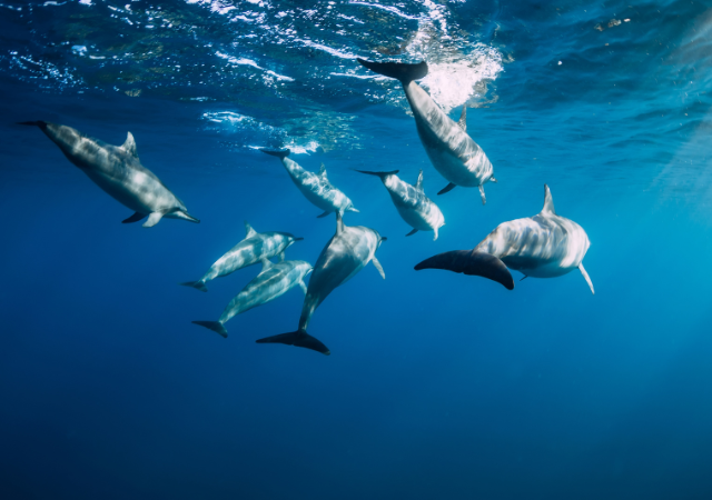 Swim with Dolphins Mauritius - taxis Mauritius