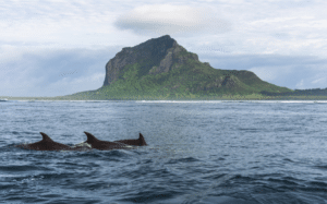 Mauritius weather in August: dolphins off Le Morne during the dry season
