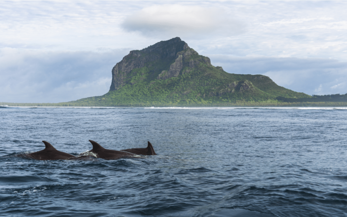 Swim with Dolphins - Taxis Mauritius
