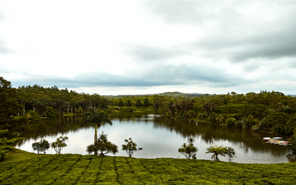 bois cheri tea factory - Taxis Mauritius
