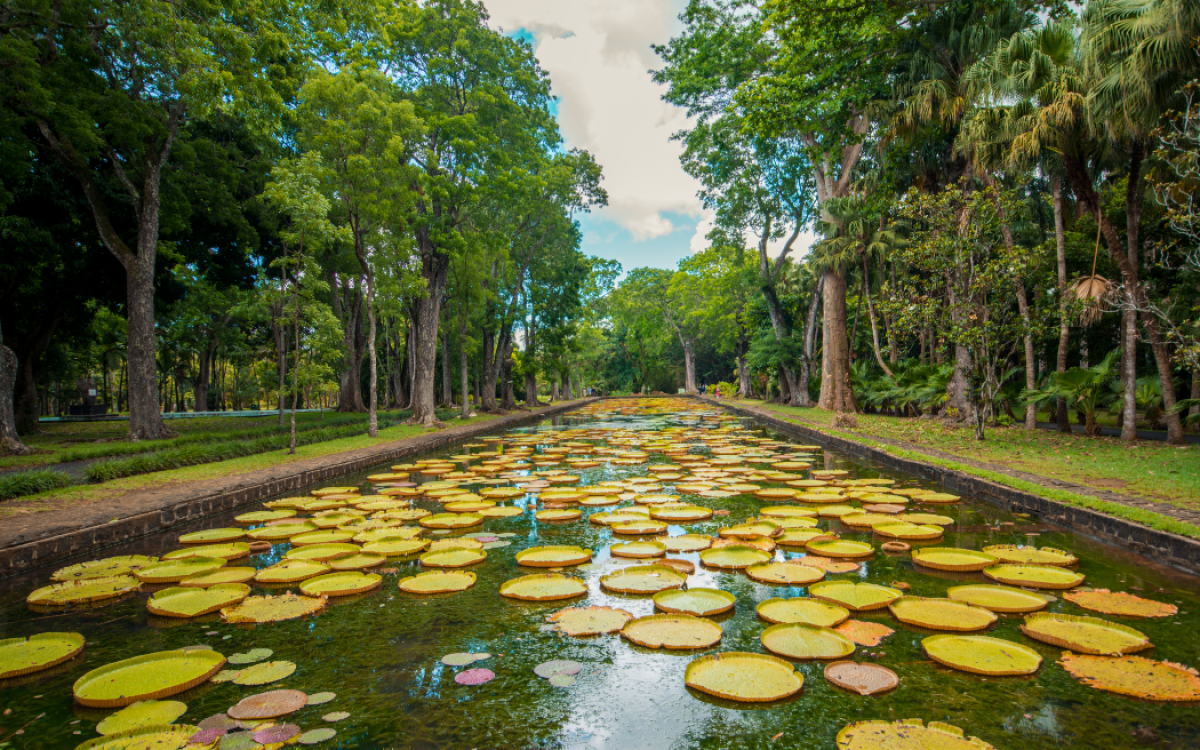 SSR Botanical Garden - Taxis Mauritius
