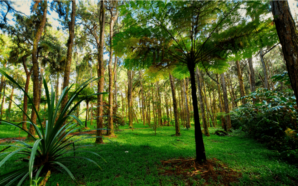 43